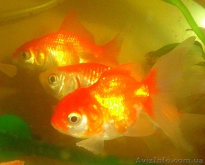 Продажа золотых рыбок! АКЦИЯ!!! Корм "Золотая рыбка" в подарок!  - <ro>Изображение</ro><ru>Изображение</ru> #4, <ru>Объявление</ru> #1448374