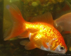 Продажа золотых рыбок! АКЦИЯ!!! Корм "Золотая рыбка" в подарок!  - <ro>Изображение</ro><ru>Изображение</ru> #3, <ru>Объявление</ru> #1448374