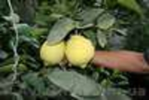 Лимон комнатный плодоносящий - <ro>Изображение</ro><ru>Изображение</ru> #2, <ru>Объявление</ru> #1414306