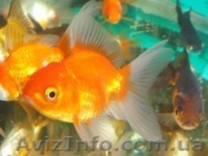 Продажа золотых рыбок! АКЦИЯ!!! Корм "Золотая рыбка" в подарок!  - <ro>Изображение</ro><ru>Изображение</ru> #1, <ru>Объявление</ru> #1448374