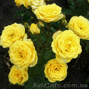 Саженцы роз с открытой корневой системой, привитые на шиповнике, двухлетки - <ro>Изображение</ro><ru>Изображение</ru> #3, <ru>Объявление</ru> #1468860
