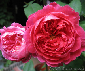 Саженцы роз с открытой корневой системой, привитые на шиповнике, двухлетки - <ro>Изображение</ro><ru>Изображение</ru> #2, <ru>Объявление</ru> #1468860