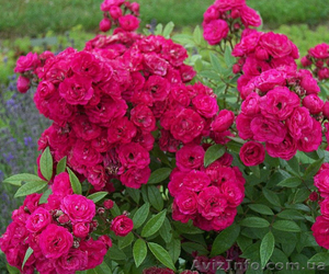 Саженцы роз с открытой корневой системой, привитые на шиповнике, двухлетки - <ro>Изображение</ro><ru>Изображение</ru> #7, <ru>Объявление</ru> #1468860