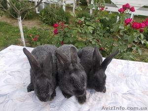 Самцы и самки серебристых кроликов (круглогодично) - <ro>Изображение</ro><ru>Изображение</ru> #7, <ru>Объявление</ru> #1468858