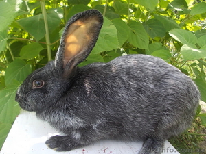 Самцы и самки серебристых кроликов (круглогодично) - <ro>Изображение</ro><ru>Изображение</ru> #6, <ru>Объявление</ru> #1468858