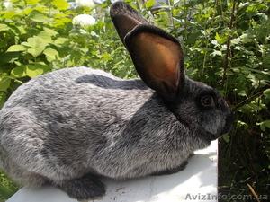 Самцы и самки серебристых кроликов (круглогодично) - <ro>Изображение</ro><ru>Изображение</ru> #2, <ru>Объявление</ru> #1468858