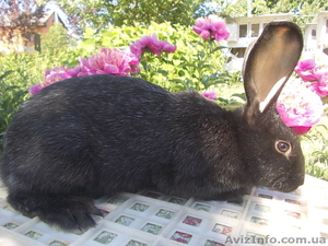 Самцы и самки серебристых кроликов (круглогодично) - <ro>Изображение</ro><ru>Изображение</ru> #5, <ru>Объявление</ru> #1468858