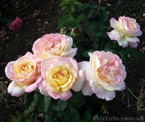 Саженцы роз с открытой корневой системой, привитые на шиповнике, двухлетки - <ro>Изображение</ro><ru>Изображение</ru> #5, <ru>Объявление</ru> #1468860