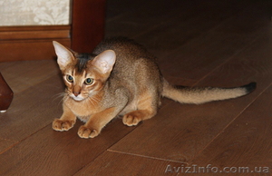 Абиссинский котенок - неповторимость и шик вашего дома - <ro>Изображение</ro><ru>Изображение</ru> #3, <ru>Объявление</ru> #380702