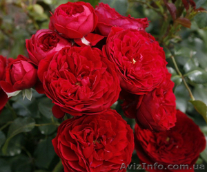 Саженцы роз с открытой корневой системой, привитые на шиповнике, двухлетки - <ro>Изображение</ro><ru>Изображение</ru> #8, <ru>Объявление</ru> #1468860