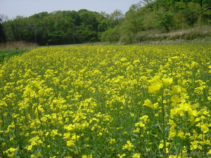 Реализуем Семена рапса,  самого высокого качества по оптовой цене.