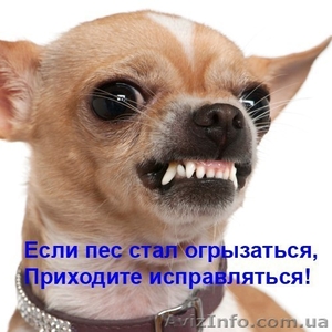 Дрессировка собак с проблемным поведениeм - <ro>Изображение</ro><ru>Изображение</ru> #1, <ru>Объявление</ru> #1489685