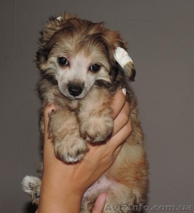 Продаю щенков китайской хохлатой собаки - <ro>Изображение</ro><ru>Изображение</ru> #2, <ru>Объявление</ru> #1504487