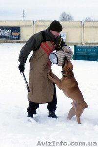 Дрессировка собак любых пород - <ro>Изображение</ro><ru>Изображение</ru> #1, <ru>Объявление</ru> #1525134