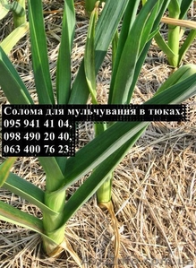 Солома для мульчування рослин в квадратних тюках вагою 20-25 кг - <ro>Изображение</ro><ru>Изображение</ru> #2, <ru>Объявление</ru> #1532004