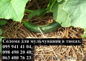 Солома для мульчування рослин в квадратних тюках вагою 20-25 кг - <ro>Изображение</ro><ru>Изображение</ru> #4, <ru>Объявление</ru> #1532004
