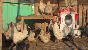 Инкубационные яйца домашних кур. с.Демидов - <ro>Изображение</ro><ru>Изображение</ru> #2, <ru>Объявление</ru> #1537290