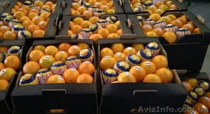 Апельсины оптом из Испании - <ro>Изображение</ro><ru>Изображение</ru> #1, <ru>Объявление</ru> #1532411