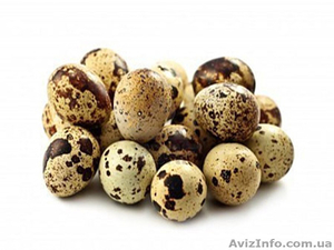 Перепелиные яйца и мясо перепелов под заказ - <ro>Изображение</ro><ru>Изображение</ru> #1, <ru>Объявление</ru> #1540774