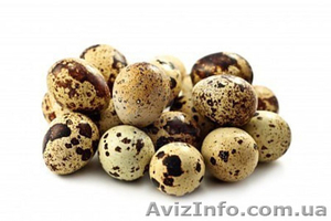 Продам перепелиные яйца (опт, розница) - <ro>Изображение</ro><ru>Изображение</ru> #1, <ru>Объявление</ru> #1542999