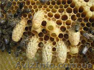 Продам пчелосемьи НЕДОРОГО. - <ro>Изображение</ro><ru>Изображение</ru> #2, <ru>Объявление</ru> #1555175