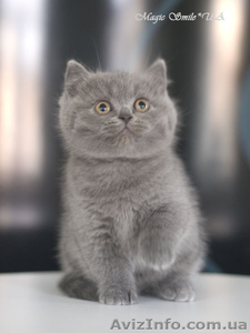 Профессионально выращенные чистокровные британские котята из питомника - <ro>Изображение</ro><ru>Изображение</ru> #2, <ru>Объявление</ru> #1012738