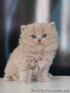 Чистокровный британский длинношерстный котенок - <ro>Изображение</ro><ru>Изображение</ru> #1, <ru>Объявление</ru> #1557872