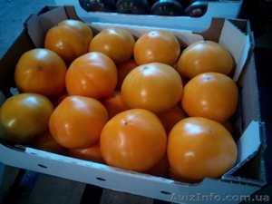 продам Розовый и Желтый тепличный помидор