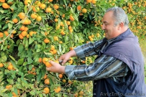 Работа по сбору апельсин в Испании для украинцев - <ro>Изображение</ro><ru>Изображение</ru> #1, <ru>Объявление</ru> #1567631