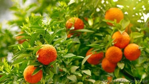 Работа по сбору апельсин в Испании для украинцев - <ro>Изображение</ro><ru>Изображение</ru> #3, <ru>Объявление</ru> #1567631