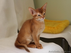 Абиссинские котята всех окрасов - <ro>Изображение</ro><ru>Изображение</ru> #4, <ru>Объявление</ru> #1555149