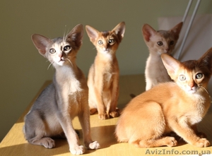 Абиссинские котята всех окрасов - <ro>Изображение</ro><ru>Изображение</ru> #1, <ru>Объявление</ru> #1555149