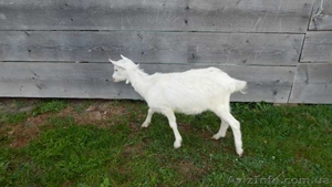 Кози зааненської породи,  гісарскі вівці 