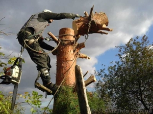 Спиливание деревьев любой сложности, Киев и область - <ro>Изображение</ro><ru>Изображение</ru> #1, <ru>Объявление</ru> #1574006