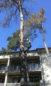 Спиливание деревьев любой сложности, Киев и область - <ro>Изображение</ro><ru>Изображение</ru> #2, <ru>Объявление</ru> #1574006