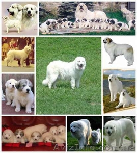 Щенки пиренейской горной собаки - <ro>Изображение</ro><ru>Изображение</ru> #3, <ru>Объявление</ru> #1573014