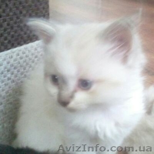 Продам голубоглазых котят - <ro>Изображение</ro><ru>Изображение</ru> #3, <ru>Объявление</ru> #1575194
