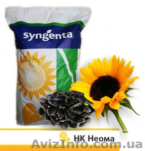 Продам семена подсолнечника Syngenta  - <ro>Изображение</ro><ru>Изображение</ru> #1, <ru>Объявление</ru> #1585432