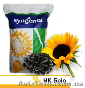 Продам семена подсолнечника Syngenta  - <ro>Изображение</ro><ru>Изображение</ru> #2, <ru>Объявление</ru> #1585432
