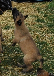 Продаются щенки бельгийской овчарки (малинуа). - <ro>Изображение</ro><ru>Изображение</ru> #3, <ru>Объявление</ru> #1587776