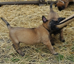 Продаются щенки бельгийской овчарки (малинуа). - <ro>Изображение</ro><ru>Изображение</ru> #4, <ru>Объявление</ru> #1587776