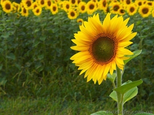 Продаємо Карлос 105 гібрид соняшнику