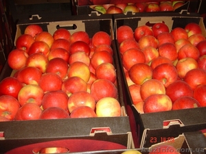 Продажа польских яблок - <ro>Изображение</ro><ru>Изображение</ru> #1, <ru>Объявление</ru> #1595404