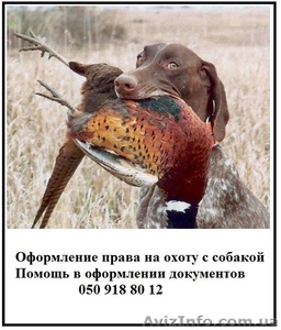 Документы для охотничьих собак — решаем вопросы с оформлением - <ro>Изображение</ro><ru>Изображение</ru> #1, <ru>Объявление</ru> #1595189