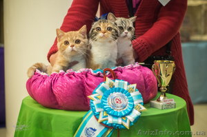 Шотландские котята к наступающим праздникам