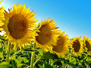 Насіннєва Компанія Гран пропонує насіння соняшнику  - <ro>Изображение</ro><ru>Изображение</ru> #1, <ru>Объявление</ru> #1604143