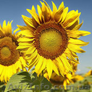 Реализуем семена подсолнечника 