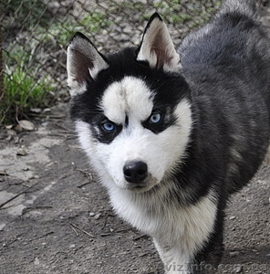  Щенки хаски,  питомник КСУ.