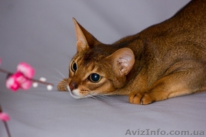 Взрослые роскошные абиссинские кот и кошка - <ro>Изображение</ro><ru>Изображение</ru> #4, <ru>Объявление</ru> #1626387