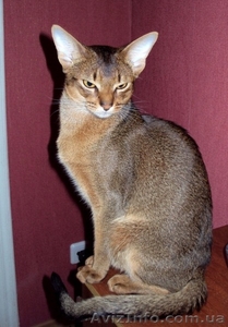 Взрослые роскошные абиссинские кот и кошка - <ro>Изображение</ro><ru>Изображение</ru> #2, <ru>Объявление</ru> #1626387